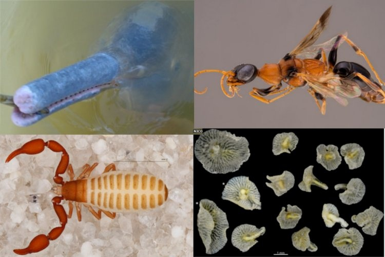 گونه های کشف شده ی برتر سال 2014