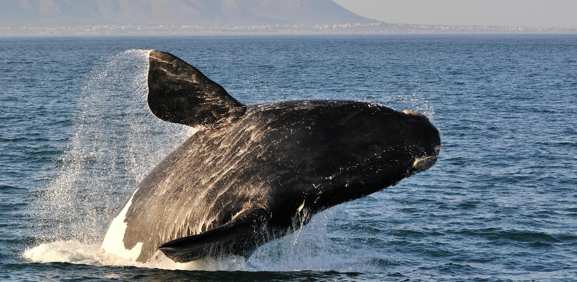 دارایی نهنگ‌های اتریوم چقدر است؟