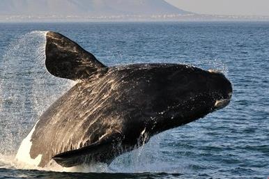 دارایی نهنگ‌های اتریوم چقدر است؟