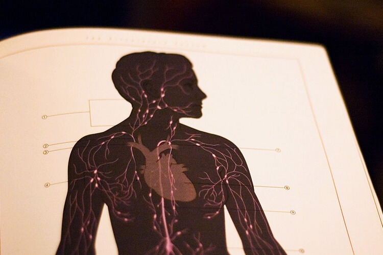 مشاهده اعضای بدن با استفاده از تکنیک گوگل مپ